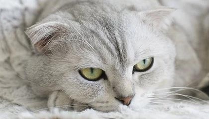 足球直播吧-行情下跌鲍尔不再孤高 为勇士黄蜂活塞完成试训